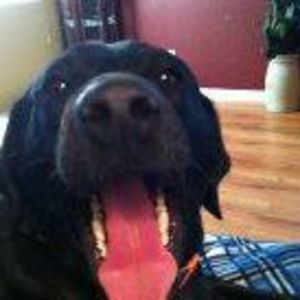 Meet your Posher, Robin